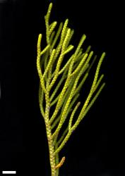 Veronica lycopodioides. Sprig. Scale = 10 mm.
 Image: M.J. Bayly & A.V. Kellow © Te Papa CC-BY-NC 3.0 NZ